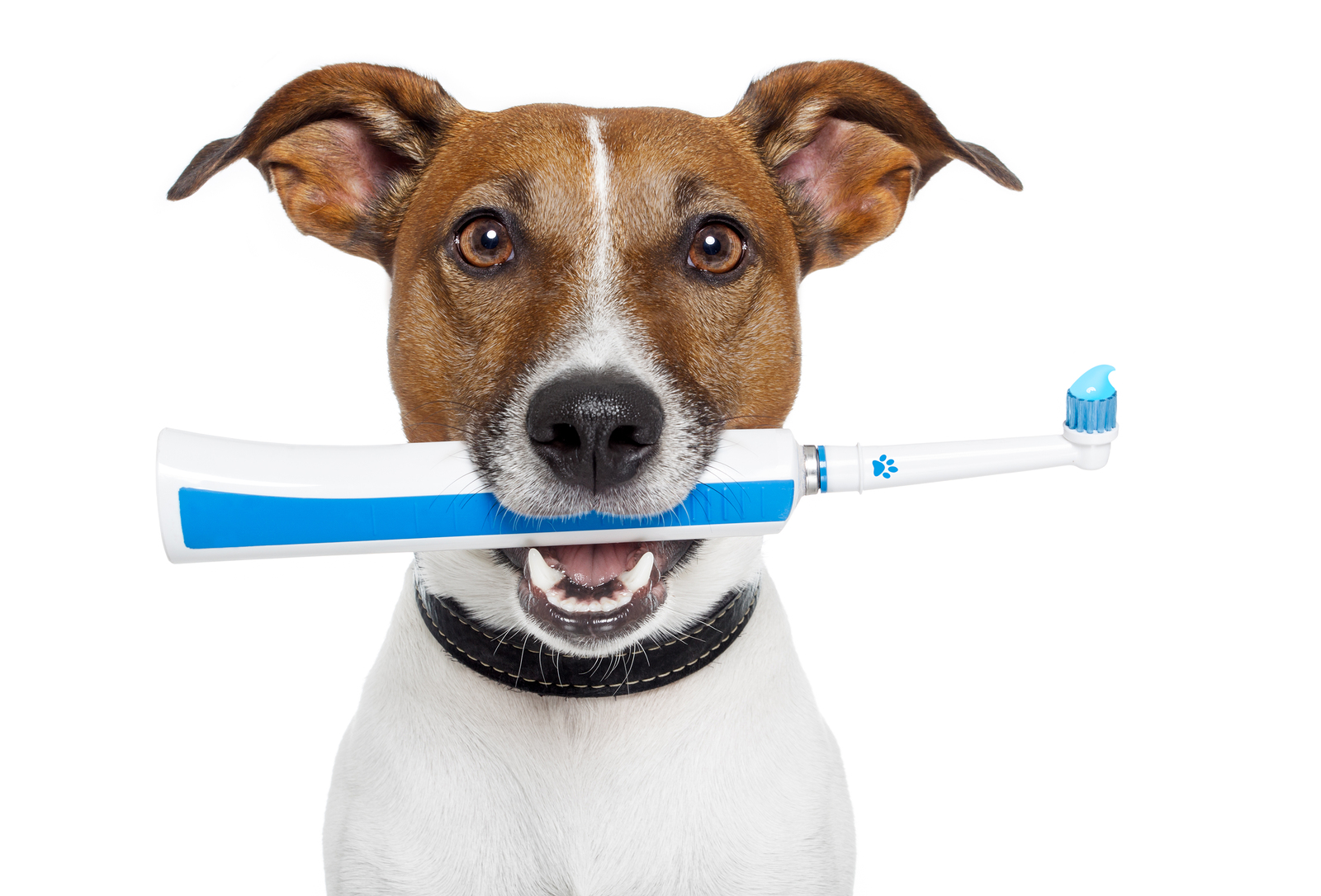 Dog-With-Toothbrush