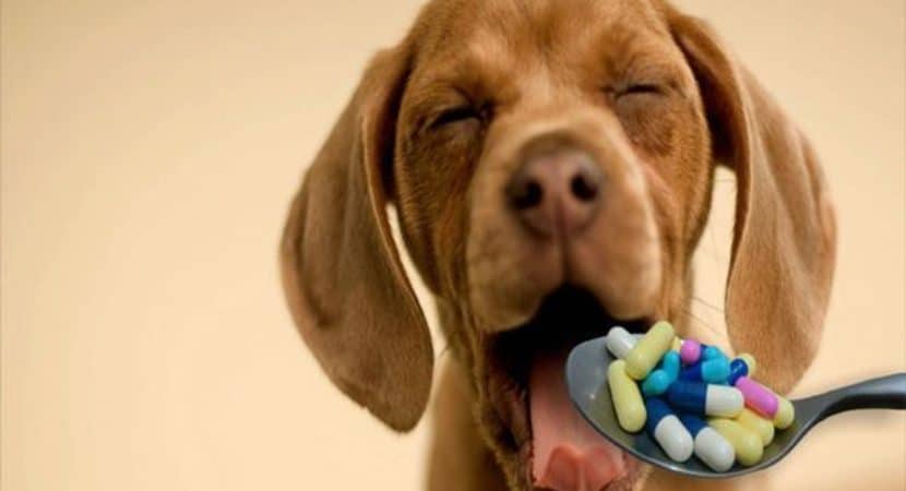 How-to-Give-your-Cat-or-Dog-a-Pill-Feature-Image-830x450