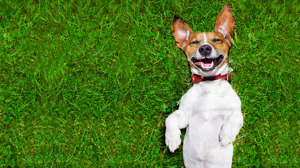 puppy-on-the-grass